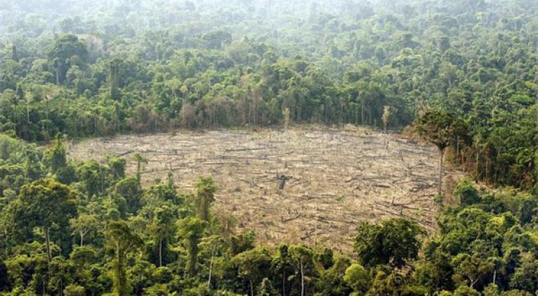 Informe alerta que la Amazonía requiere de cuidados intensivos para salvarla